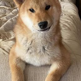 Shiba Inu from Honovi Shiba
