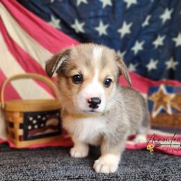 Mustard DM CLEAR - Sable male Pembroke Welsh Corgi puppy in Idaho from Arrowleaf Corgis