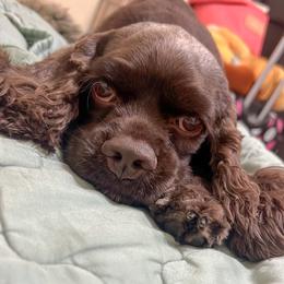 Cocker Spaniel All Grown Up from Once Upon a Time Cockers