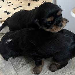 Girl 2 - Black and tan female Cavalier King Charles Spaniel puppy in Morriston, Florida from Cutesy Cavaliers