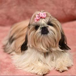 Genie  - Shih Tzu