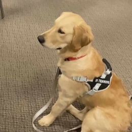 Scarlett - Golden Golden Retriever puppy in Wichita Falls, Texas from Texas Gold Rush