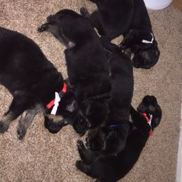 German Shepherd Puppies from Guamany K9 Vomhaus