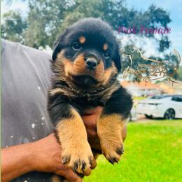 Pink Girl - Black and mahogany female Rottweiler puppy in Humble, Texas from Inexorable Haus Early Rotts