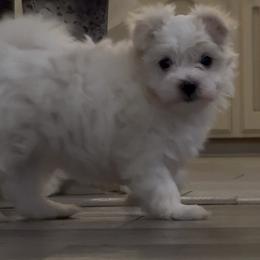 Maltese Puppies from Ainsley’s Boujee Babies