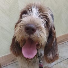 Brandy - Spinone Italiano