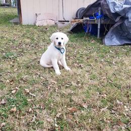 Golden Retriever Puppies from Danielle Kemper