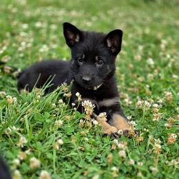 Cinderella - Bi-color female German Shepherd puppy in Winston Salem, North Carolina from Samtastic Shepherds