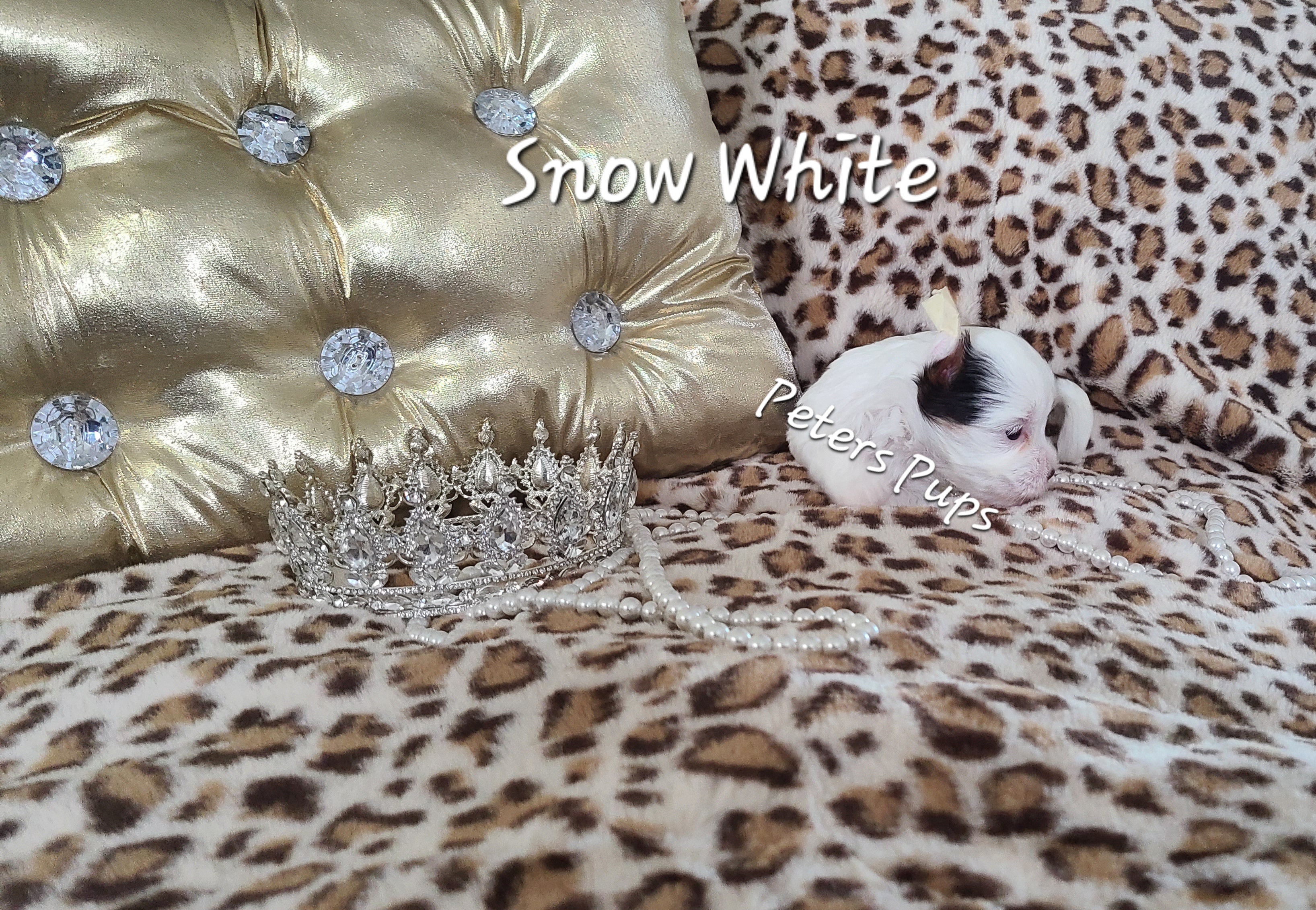 Yorkshire Terrier Puppies from Peters Pups Yorkshire Terriers