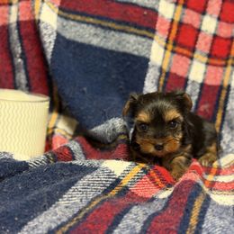 Jill - Black and tan female Yorkshire Terrier puppy in Cisco, Texas from Charitabee’s Yorkies