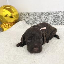 Miss Brazil (World Cup Litter) - Brown and white female Portuguese Water Dog puppy in Grants Pass, Oregon from Rogue River Portuguese Water Dogs