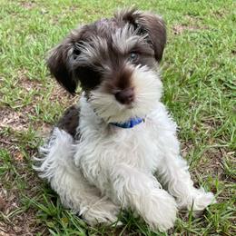 Buddy - Parti male Miniature Schnauzer puppy in Anthony, Florida from Amanda Tragash