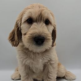 Green - Cream female Goldendoodle puppy in Summerville, South Carolina from Channys Doodles