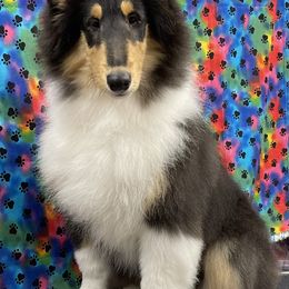 Girl 3 - Collie puppy in Graham, Washington from Diamund Collies