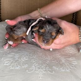 Pale pink - Merle female Bernedoodle puppy in Curtice, Ohio from The Pink Doghouse