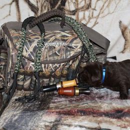 Labrador Retriever Puppies from Copper Creek Outfitters and Kennel