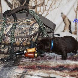 Labrador Retriever Puppies from Copper Creek Outfitters and Kennel