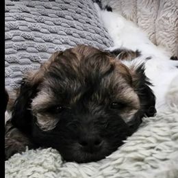 Havanese Puppies from Marcia Hamlet