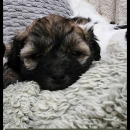 Havanese Puppies from Marcia Hamlet