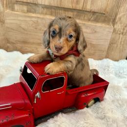 Aegon - Dapple male Dachshund puppy in Bennett, North Carolina from Cherished Dachshunds