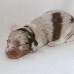 Alfie (3500) - Dapple male Dachshund puppy in Sonora, Kentucky from Maple Hill Miniature Dachshunds