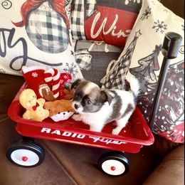 MILO - Black and white male Chihuahua puppy in Richmond, Virginia from Bayberry ChihuahuasTM