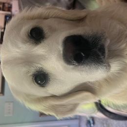 Jade - Golden Retriever