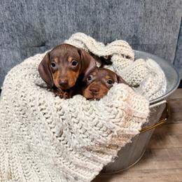 G2 - Chocolate and tan female Dachshund puppy in Crossville, Tennessee from Golden Mini Farm
