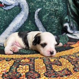 Puppy 2 - White and black male Chinese Crested puppy in Auburn, Kansas from TopBrass Kennels