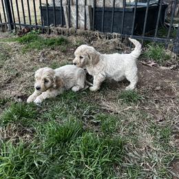 Goldendoodle Puppies from Simmons F1b Goldendoodles
