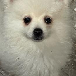 Avalanche - White male Pomeranian puppy in Silver Springs, New York from Humehill