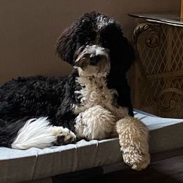 Aussiedoodle All Grown Up from Blu’s Aussiedoodles