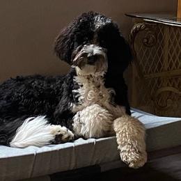 Aussiedoodle All Grown Up from Blu’s Aussiedoodles