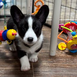 Funyun - Black and white male American Corgi puppy in Omaha, Arkansas from DnD Corgis