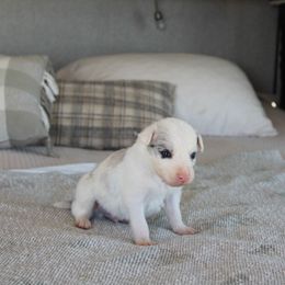 Boy4 - Black and white male Border Collie puppy in Hesperus, Colorado from I&A Border Collies