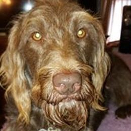 Elite's Chocolate BreeAnne - Labradoodle