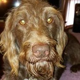 Elite's Chocolate BreeAnne - Labradoodle