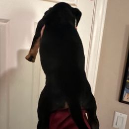 Chihuahua and Dachshund Puppies from Wienie_gang