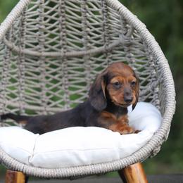 Dachshund Puppies from EntityDachs