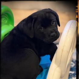 Black Female (Only one Female Spot Available) - Black female Labrador Retriever puppy in Malabar, Florida from Mythic Labradors, LLC