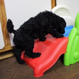 Poodle Puppies from Piccolo's Poodles