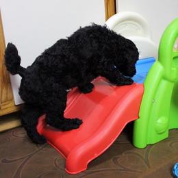 Poodle Puppies from Piccolo's Poodles