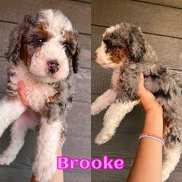 Bernedoodle Puppies from Over the Moon Poodles and Doodles