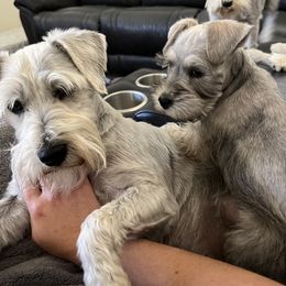 Miniature Schnauzer Puppies from S & S Miniature Schnauzer