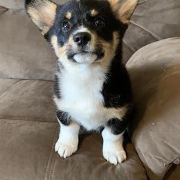 American Corgi and Pembroke Welsh Corgi Puppies from Abundant Joy Corgis