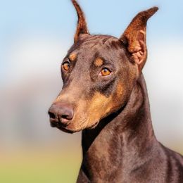 Sweetpea - Doberman Pinscher