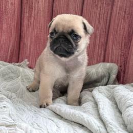 Waffles - Fawn male Pug puppy in Randleman, North Carolina from Peachy Pugs