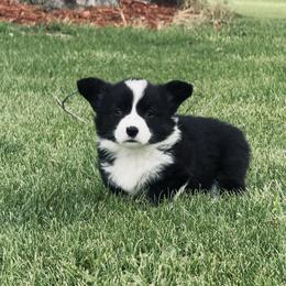 American Corgi, Dachshund, and Pembroke Welsh Corgi Puppies from Seven B Corgis & Doxies