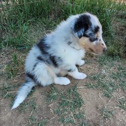Prince - Blue merle white and tan male Collie puppy in Newberry, South Carolina from Country Haven Collies