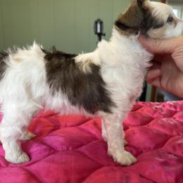 TopBrass' Girl Code 'Stevie' - Slate female Chinese Crested puppy in Auburn, Kansas from TopBrass Kennels